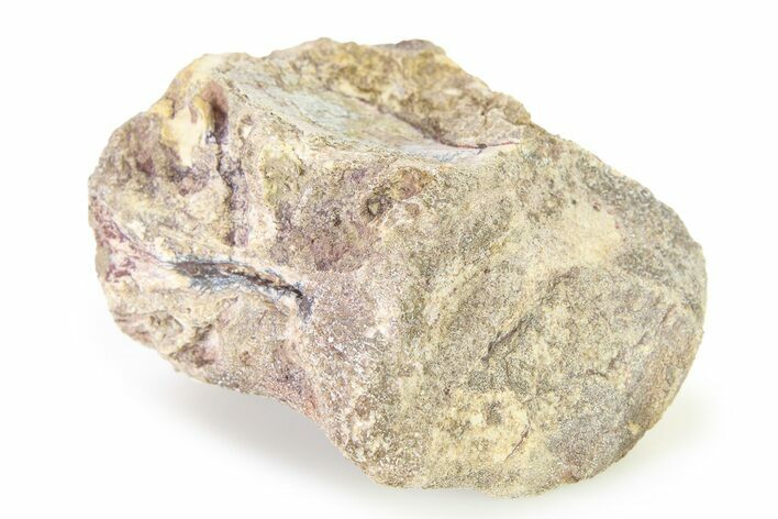 Fossil Ornithischian Dinosaur Partial Vertebra - Montana #316429